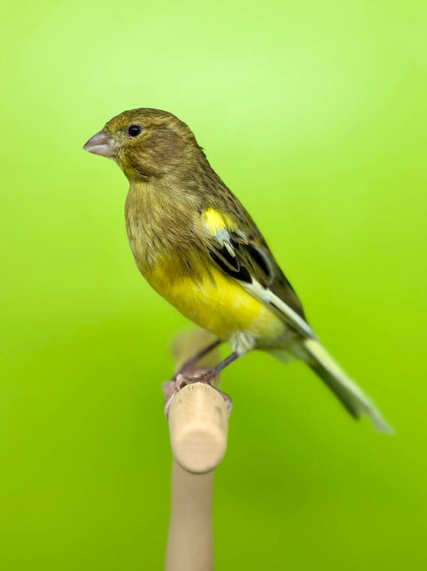 Canaris mâle**