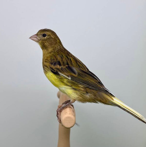Canaris femelle**