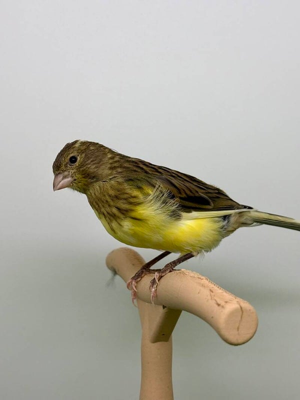 Canaris femelle**