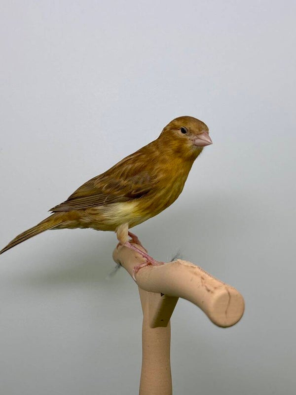 Canaris femelle**