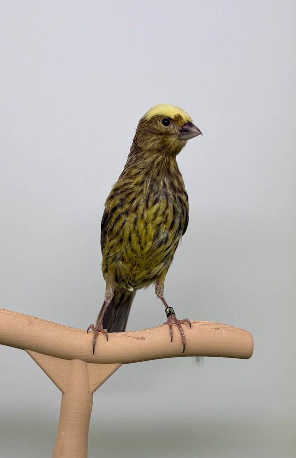 Canaris femelle** lizard