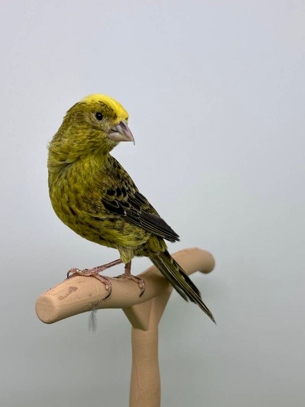 Canaris femelle** lizard