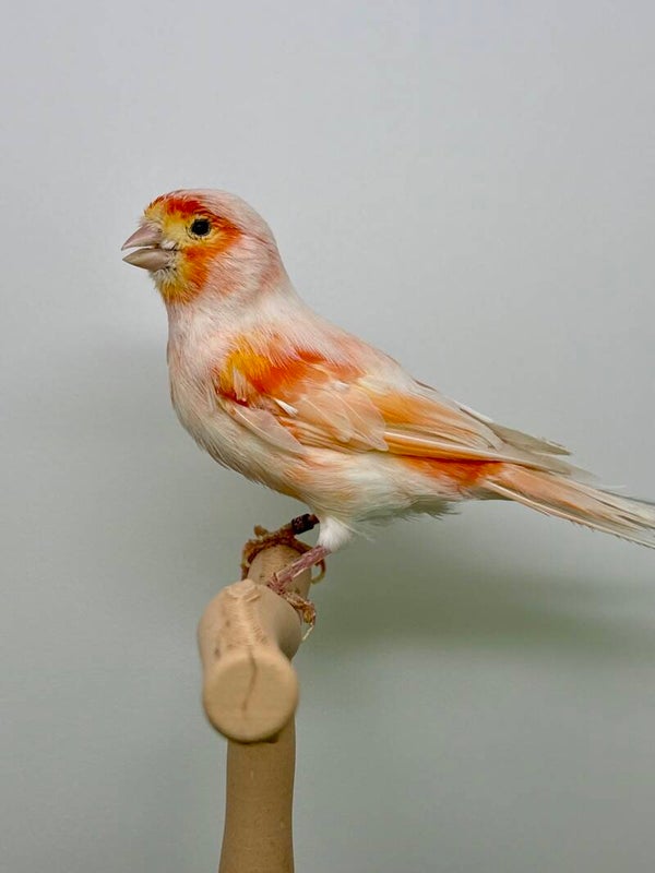 Canaris mâle**