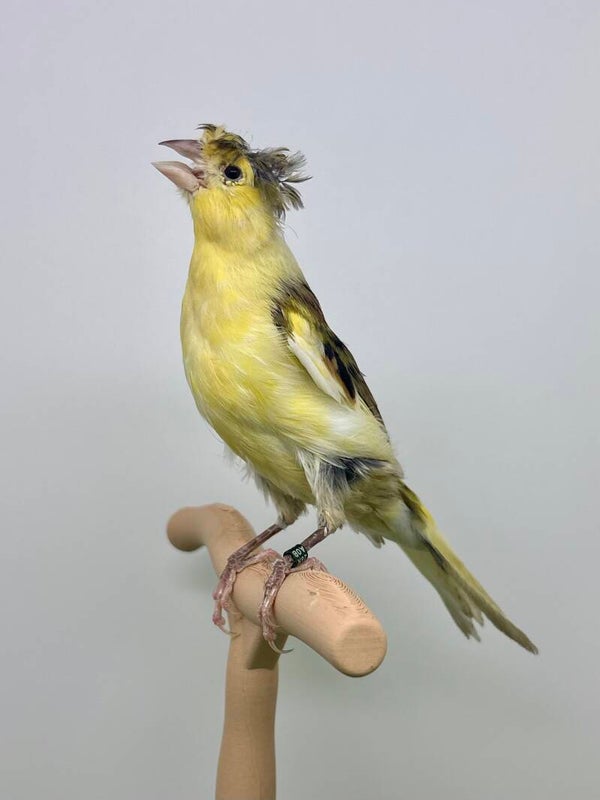 Canaris mâle**
