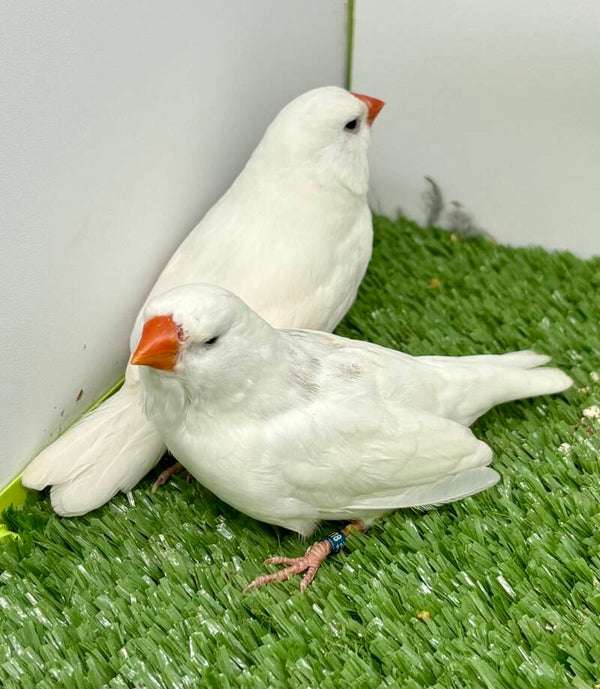 Couple** de Mandarins