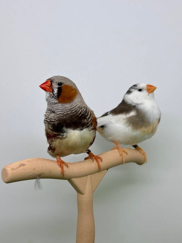 Couple** de Mandarins