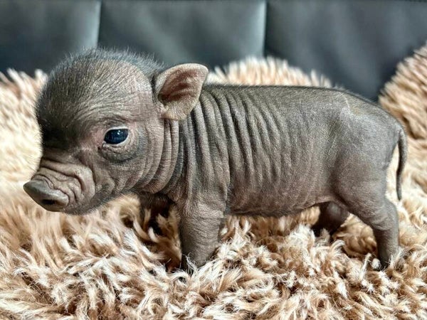 Cochon Miniature femelle 🩷 extra petite ⚠️