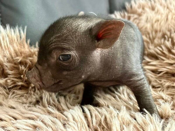 Cochon Miniature femelle 🩷