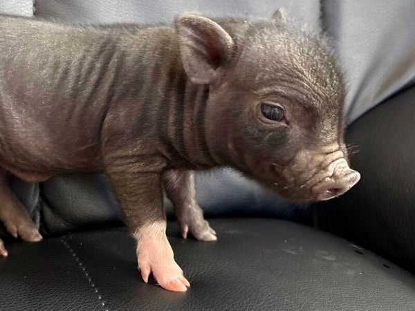 Cochon Miniature mâle 💙