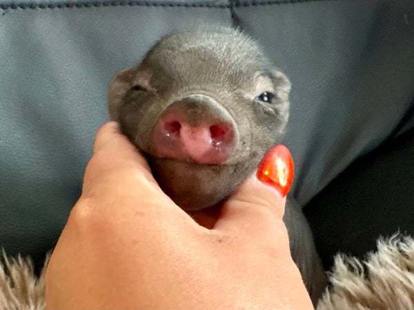 Cochon Miniature mâle 💙