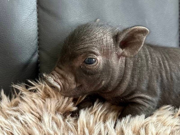 Cochon Miniature mâle 💙