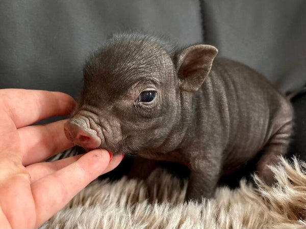 Cochon Miniature mâle 💙