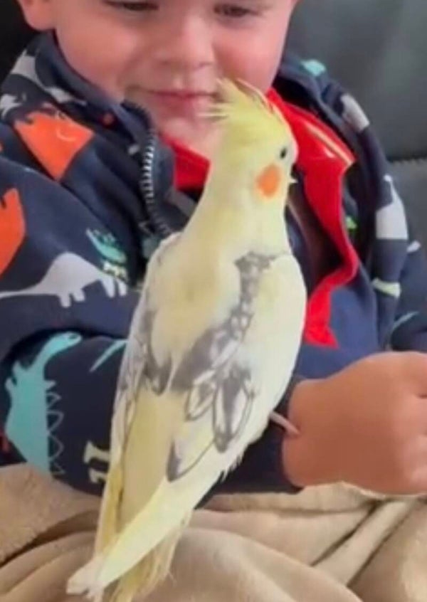 Calopsitte Mâle💙