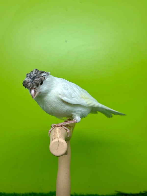 Canaris mâle**
