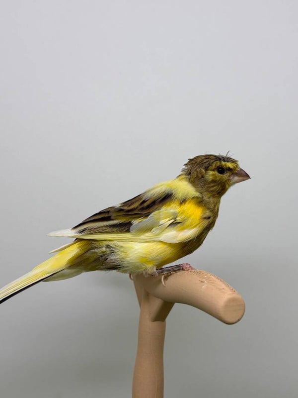 Canaris mâle**