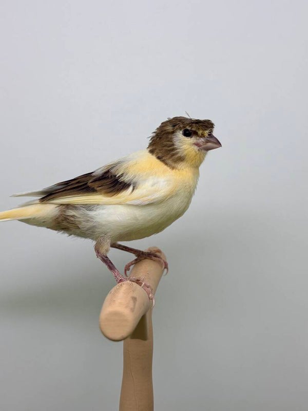 Canaris femelle**