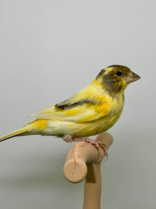 Canaris mâle**
