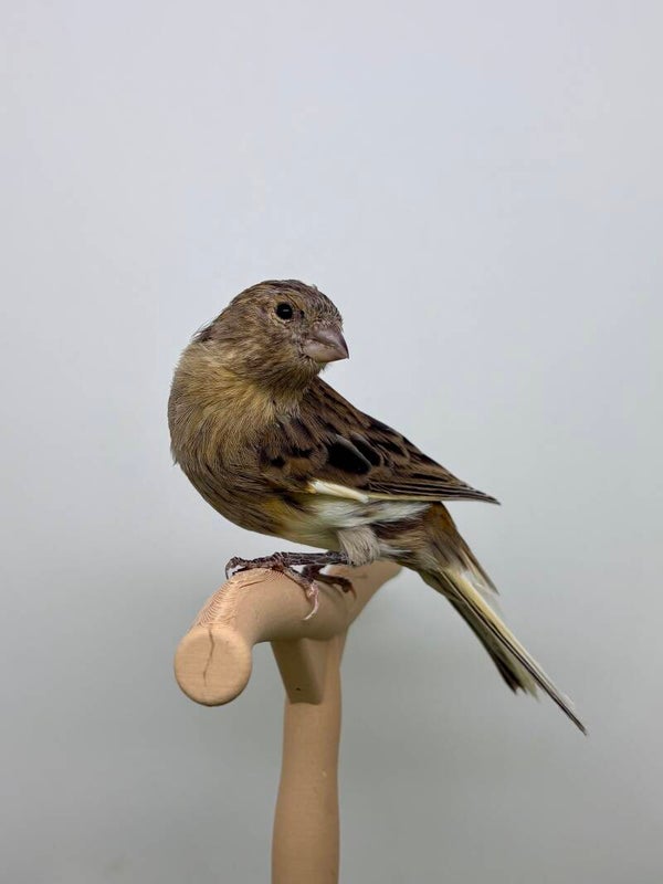 Canaris mâle**