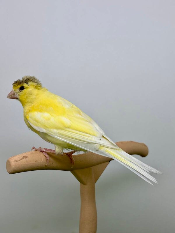 Canaris femelle**