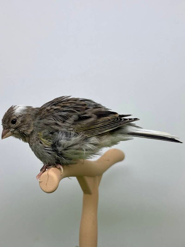 Canaris mâle**