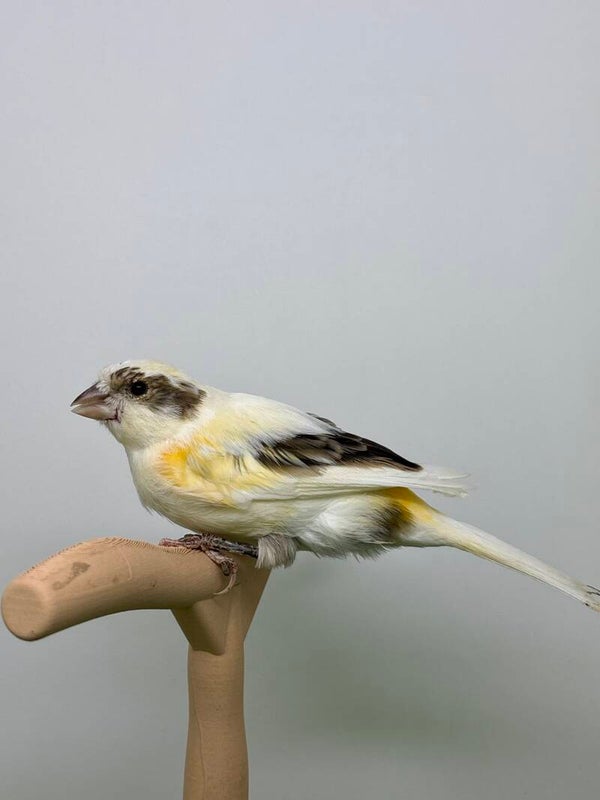Canaris femelle**