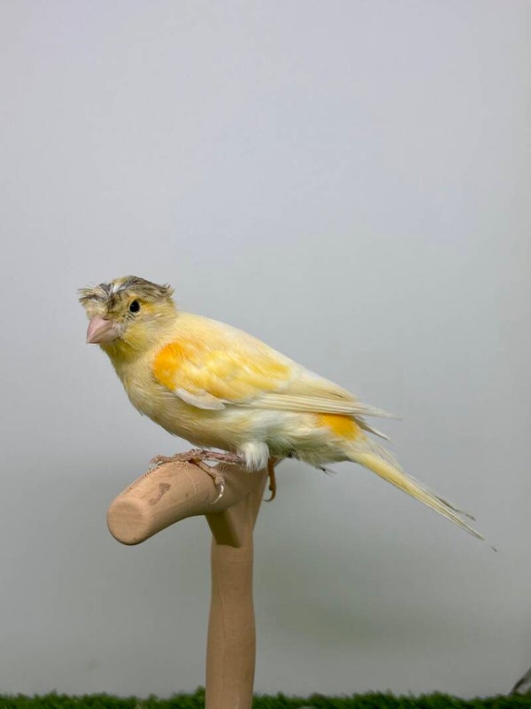 Canaris mâle**