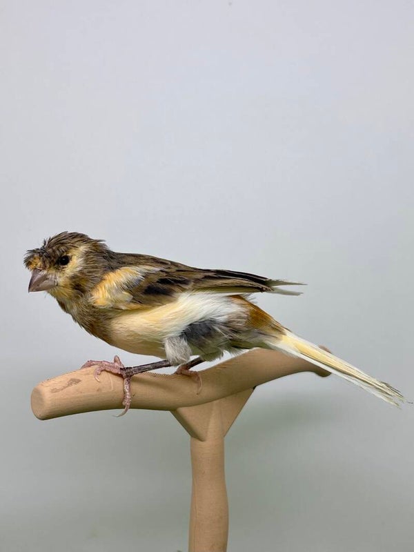 Canaris femelle**
