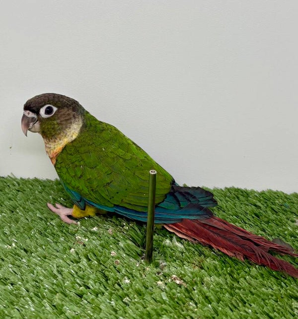 Conure de molinae Femelle 🩷❌Non apprivoisée