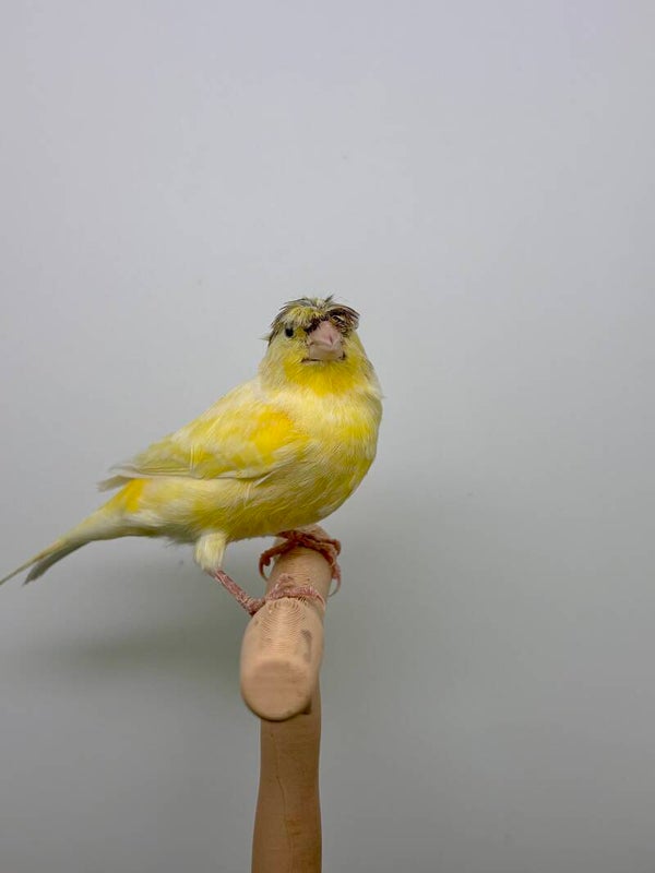 Canaris Femelle**
