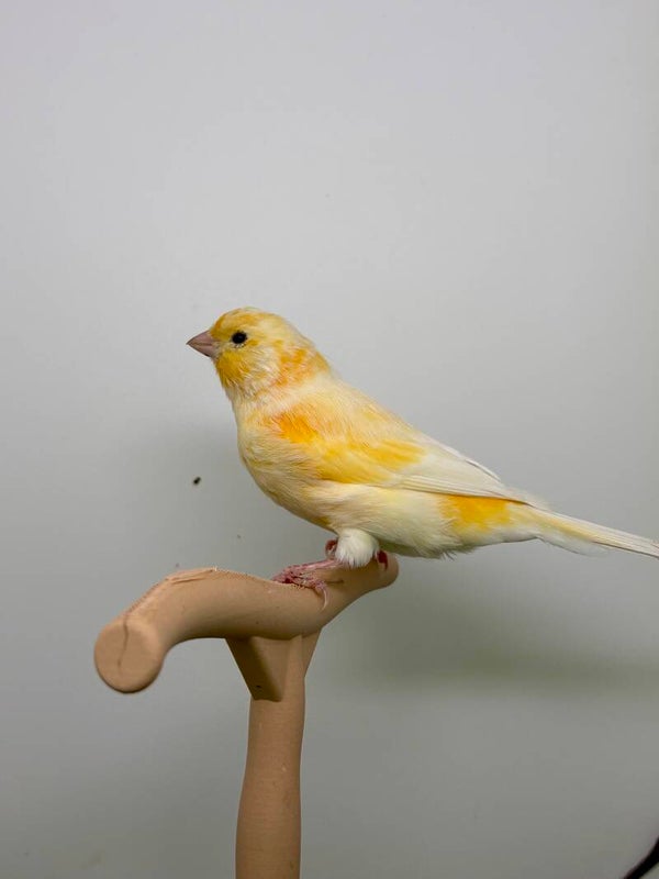 Canaris Femelle**