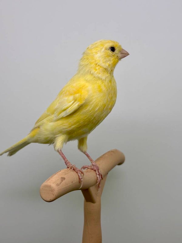 Canaris Mâle**