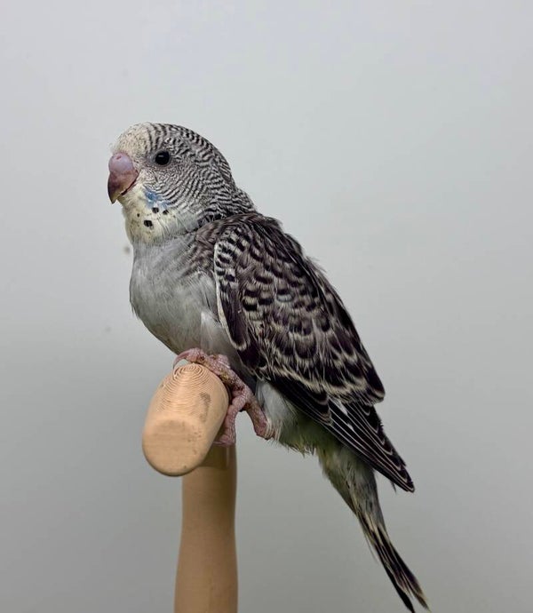 Perruche ondulée mâle**