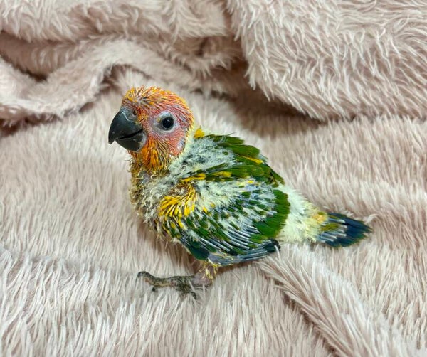 Conure soleil EAM