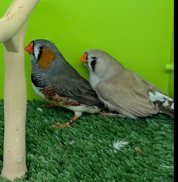 Couple de Mandarins