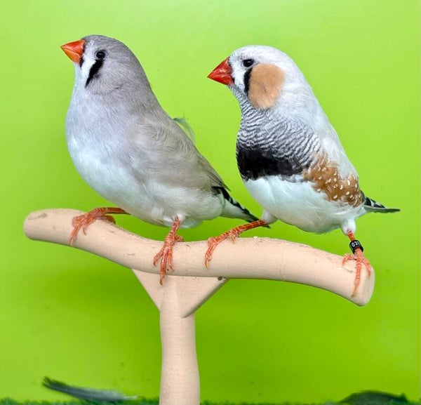 Couple de Mandarins
