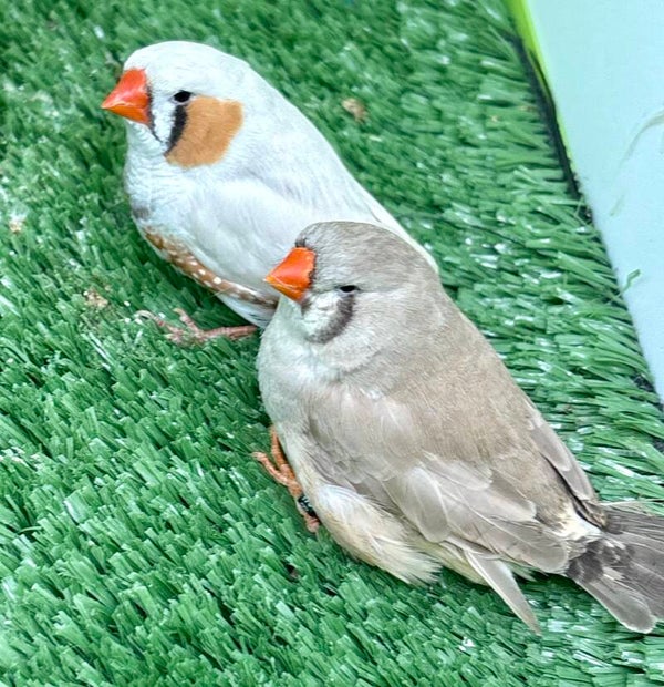 Couple de Mandarins