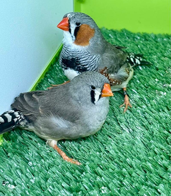 Couple de Mandarins