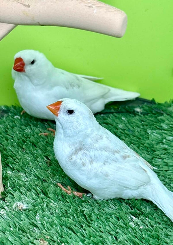 Couple de Mandarins
