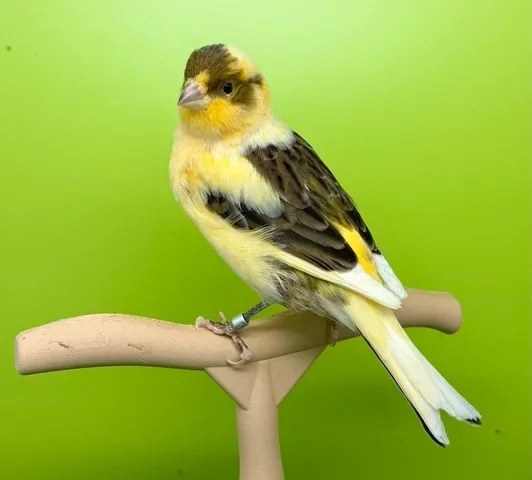 Canaris mâle**