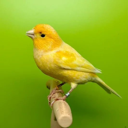 Canaris mâle**