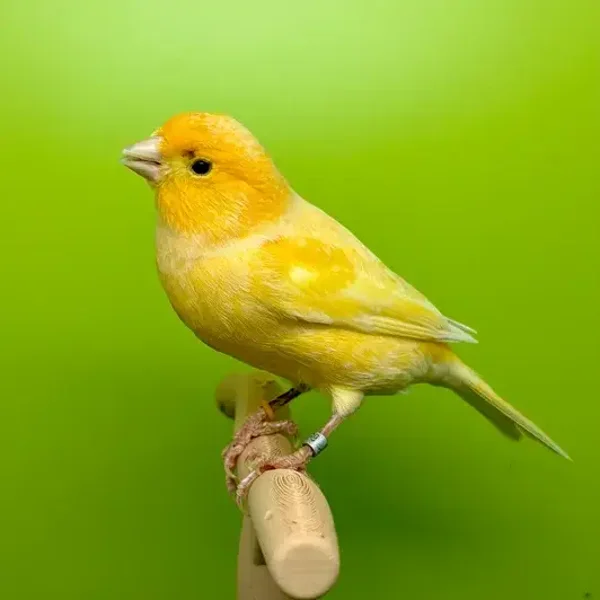 Canaris mâle**