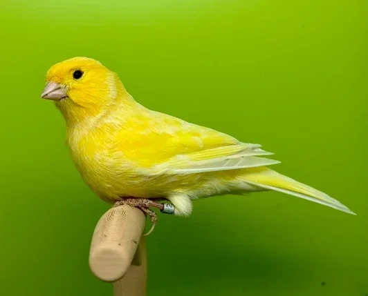 Canaris mâle**
