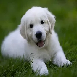 puppy3.webp