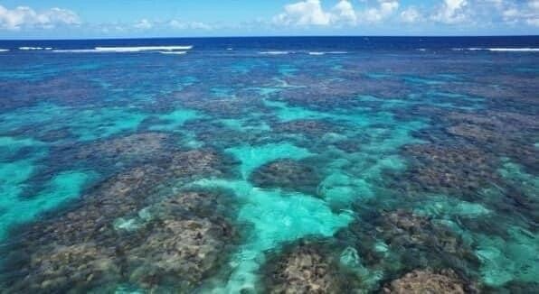 Excursion Grand cul sac marin  / Mangrove/ Gosier Guadeloupe