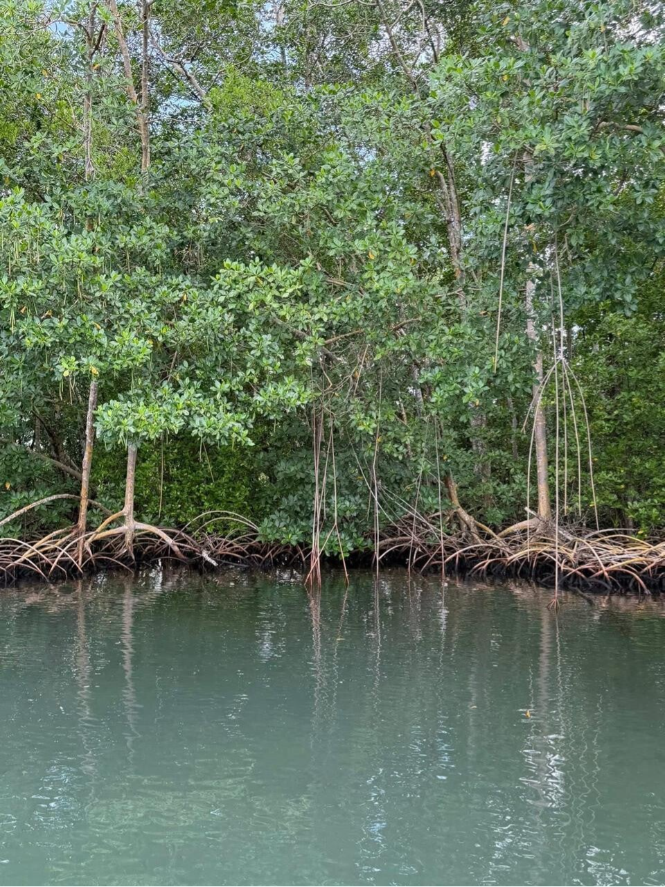 Excursion Grand cul sac marin  / Mangrove/ Gosier Guadeloupe/Privatif