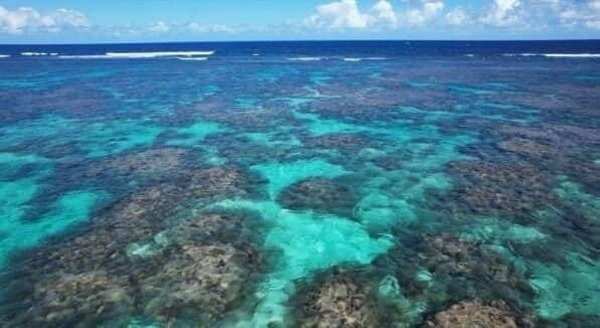 Excursion Grand cul sac marin  / Mangrove/ Gosier Guadeloupe