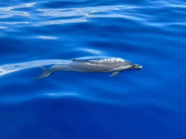 Les Saintes - Hors sentiers Battus   Excursion  Départ Baille Argent