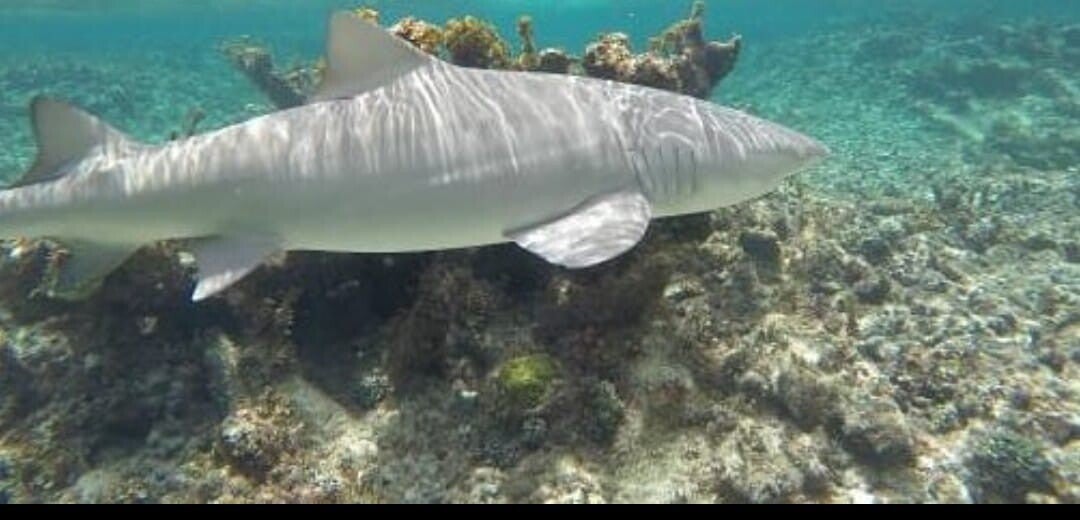 Découverte Petite Terre Bateau Privatif