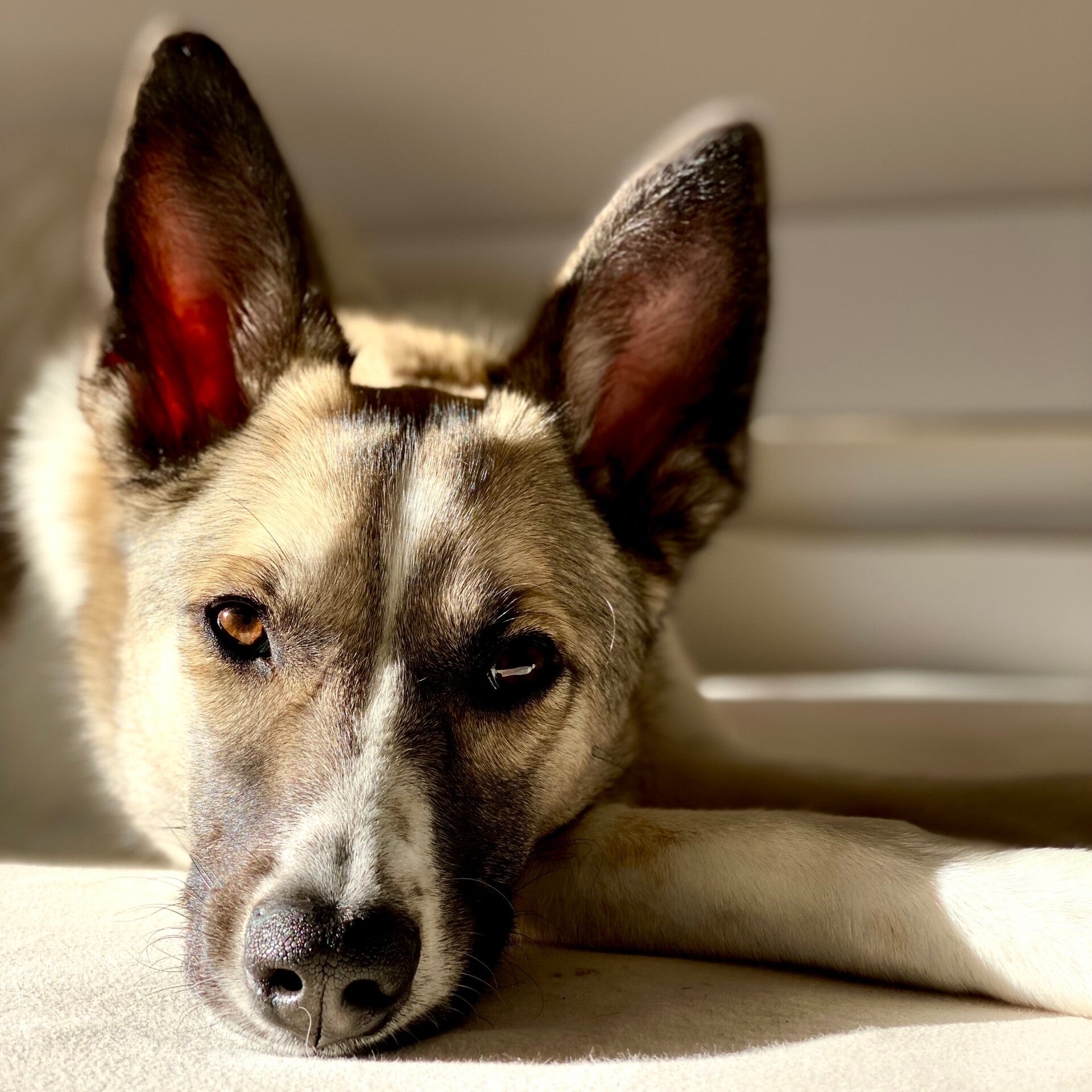 Aufmerksamer Hund mit großen Stehohren liegt entspannt im warmen Sonnenlicht.