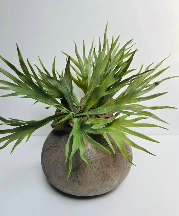 Zijde hertshoorn plant